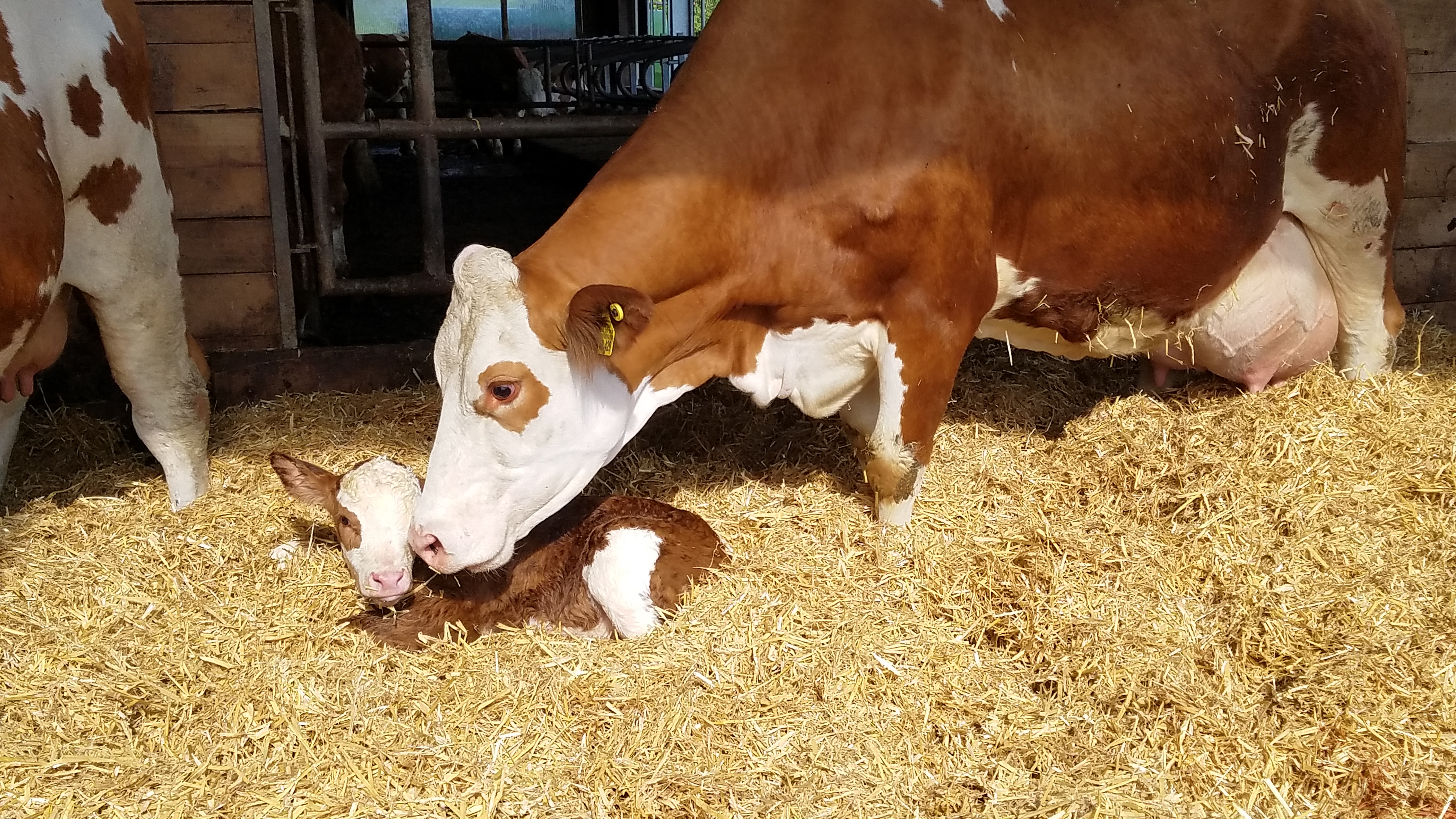 Kuh mit Kalb im Stall
